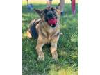 Adopt Oprah a German Shepherd Dog / Mixed dog in Hartford City, IN (40426184)