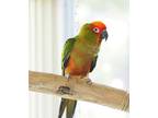Adopt Tango a Conure bird in St. Louis, MO (39545388)