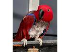 Adopt Rosie a Eclectus bird in St. Louis, MO (36215035)