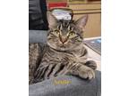 Adopt Nestle a Domestic Shorthair / Mixed (short coat) cat in Cedar Rapids