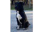 Adopt Pip a Black - with White Labrador Retriever / Australian Cattle Dog /