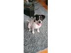 Adopt Maggie a White - with Brown or Chocolate Labrador Retriever / Pointer /