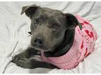 Adopt Miss Muffet a Merle Golden Retriever / Mixed Breed (Medium) / Mixed (short