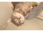 Adopt Polly #3 a Gray or Blue Domestic Shorthair (short coat) cat in Westfield