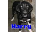 Adopt #3697 Harry a Black Labrador Retriever / Mixed dog in Lawrenceburg