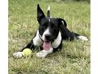 Adopt MARTY a Australian Shepherd / Mixed dog in Fort Pierce, FL (40434246)