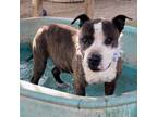 Adopt Emmett Smith-Senior a Brindle - with White American Staffordshire Terrier