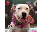 Adopt Henry a White Labrador Retriever / Dalmatian / Mixed dog in Burbank