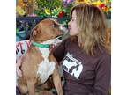 Adopt Elvis-Senior a Red/Golden/Orange/Chestnut - with White Terrier (Unknown