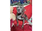 Adopt Naomi-Senior Dog a Gray/Silver/Salt & Pepper - with White Staffordshire