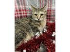 Adopt Crystal-Felk+ a Brown Tabby Domestic Shorthair / Mixed Breed (Medium) /