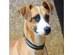 Adopt Acer a Tan/Yellow/Fawn Hound (Unknown Type) / Mixed Breed (Medium) / Mixed
