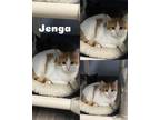 Adopt Jenga a Orange or Red Tabby Domestic Shorthair (short coat) cat in Saint