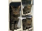 Adopt Tiger a Gray, Blue or Silver Tabby Domestic Shorthair (short coat) cat in