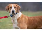 Adopt Woodstock a Red/Golden/Orange/Chestnut - with White Australian Shepherd /
