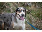 Adopt Snoopy a Gray/Silver/Salt & Pepper - with White Australian Shepherd /