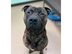 Adopt Jager a Black Mastiff / Mixed Breed (Medium) / Mixed (short coat) dog in