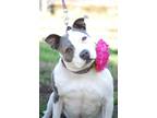 Adopt Kimber a Black American Staffordshire Terrier / Mixed Breed (Medium) /
