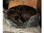 Adopt Elle a Black - with White American Pit Bull Terrier / Whippet / Mixed dog