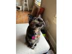 Adopt Gurdy a Tortoiseshell Domestic Shorthair (short coat) cat in Roslyn