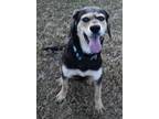 Adopt MIKA a Black - with Gray or Silver German Shepherd Dog / Hound (Unknown