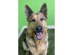 Adopt Apollo a Brown/Chocolate German Shepherd Dog / Mixed Breed (Medium) /