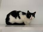 Adopt Evelyn a All Black Domestic Shorthair / Mixed Breed (Medium) / Mixed
