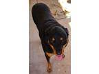 Adopt Bella a Brown/Chocolate - with Black Rottweiler / Mixed dog in Gilbert