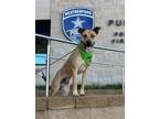 Adopt Babe Ruth a Tan/Yellow/Fawn - with Black Black Mouth Cur / Shepherd