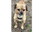 Adopt Flounder a Brindle Pug / Terrier (Unknown Type, Medium) / Mixed dog in