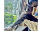 Adopt Chosen (supplies) MELBOURNE a Gray, Blue or Silver Tabby Domestic
