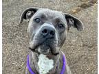 Adopt Marv a Gray/Silver/Salt & Pepper - with White Cane Corso / Mixed dog in