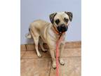 Adopt Libby a Tan/Yellow/Fawn Pug / Staffordshire Bull Terrier / Mixed dog in
