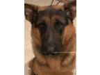 Adopt Sam a Black - with Tan, Yellow or Fawn German Shepherd Dog / Mixed dog in