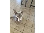 Adopt Bones a Brown/Chocolate - with White Husky / Doberman Pinscher / Mixed dog