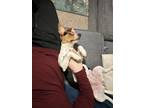Adopt Ruby a Tricolor (Tan/Brown & Black & White) Beagle / Mixed dog in
