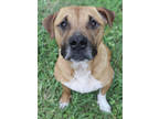 Adopt Clifford a White Mixed Breed (Small) / Mixed Breed (Medium) / Mixed (short