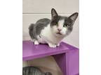 Adopt Sophie a White Domestic Shorthair / Mixed Breed (Medium) / Mixed (short