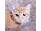 Adopt Baby Peaches a Orange or Red Domestic Shorthair / Mixed Breed (Medium) /