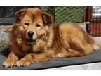 Adopt Ida a Chow Chow / Golden Retriever dog in Kennesaw, GA (40418573)