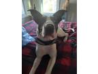 Adopt Titan a Merle Great Dane / Mixed dog in Freehold, NJ (40417314)