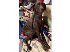 Adopt Dawley a Brown/Chocolate Feist / Mixed dog in Loudon, TN (40259840)