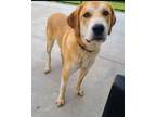 Adopt Cooper a Tan/Yellow/Fawn Great Pyrenees / Hound (Unknown Type) / Mixed dog