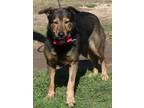 Adopt Riley a Black - with White Shepherd (Unknown Type) / Collie / Mixed dog in