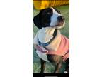 Adopt Athena a Black - with White Great Dane / Mixed dog in Westville