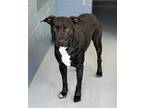 Adopt Luigi a Brindle Labrador Retriever / American Staffordshire Terrier /