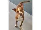 Adopt Mario a Red/Golden/Orange/Chestnut - with White Basenji / American