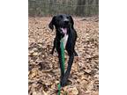 Adopt Missy a Black - with White Greyhound / Labrador Retriever / Mixed dog in