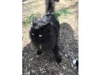 Adopt Midnight - Courtesy Listing a Black & White or Tuxedo Domestic Longhair