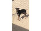 Adopt Marshall a Manchester Terrier / Mixed dog in PAHRUMP, NV (39636024)